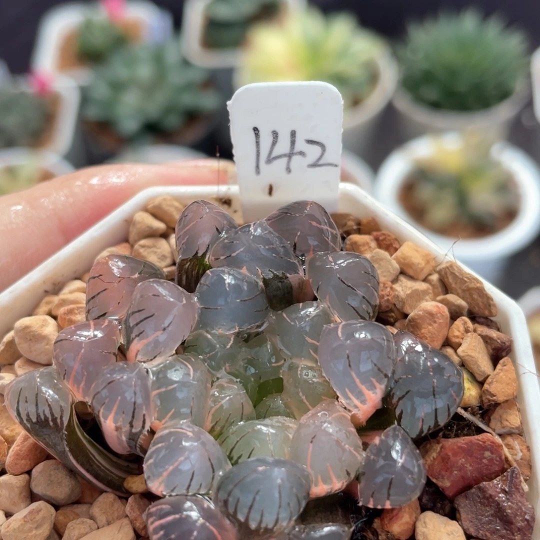 142潘灯锦。