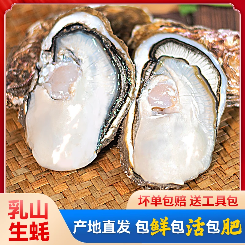 【买5斤送5斤】乳山正宗生蚝海蛎子直发包鲜包活肥美鲜活牡蛎