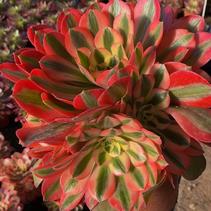 香妃一颗多肉植物