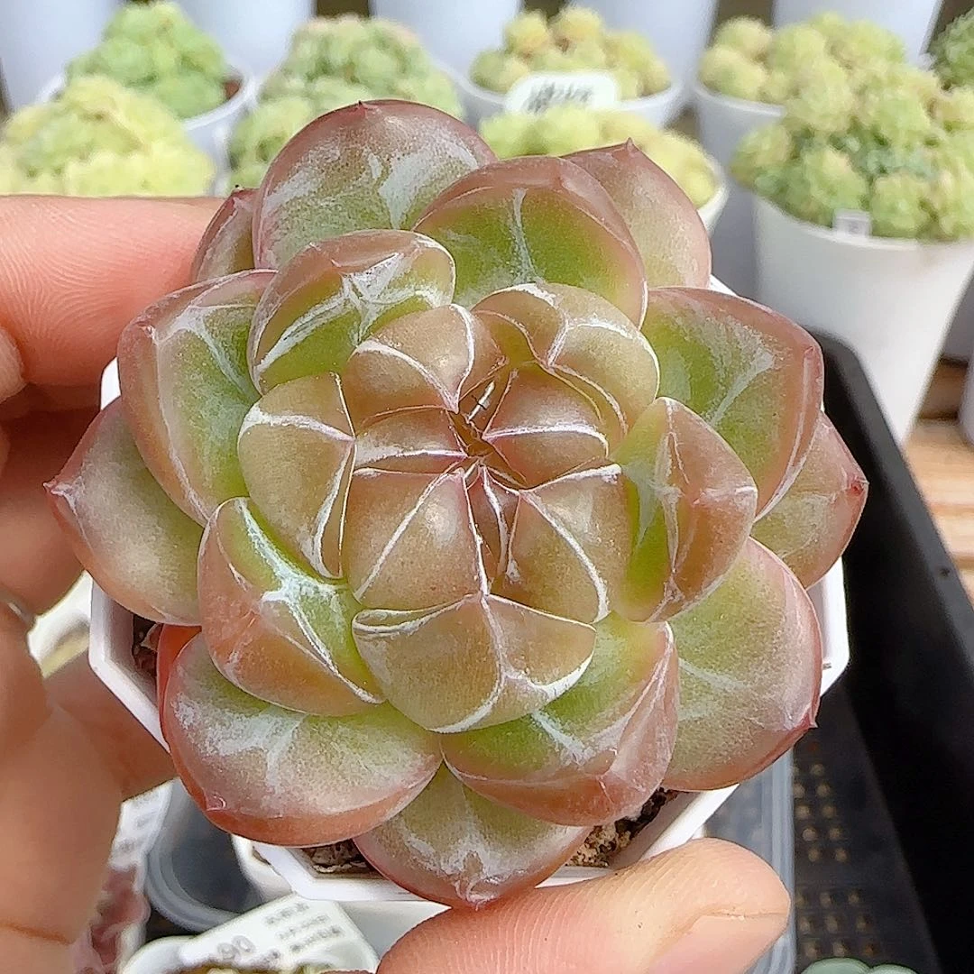 【闪购商品】0923-98（钻石纹糖心）