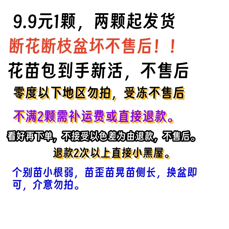 角堇直播间一物一拍两颗起发货 断花断枝盆坏 零度以后勿拍无售后