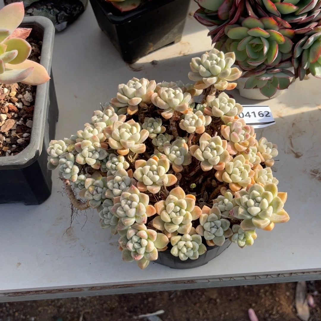 鹅卵石处理多肉植物04162