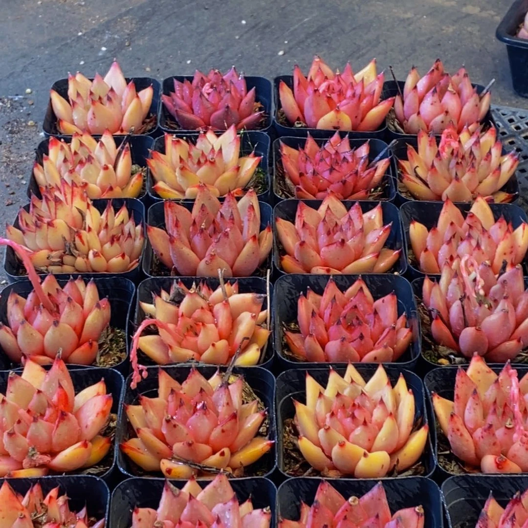 226。。多肉植物保护研究所所长助理