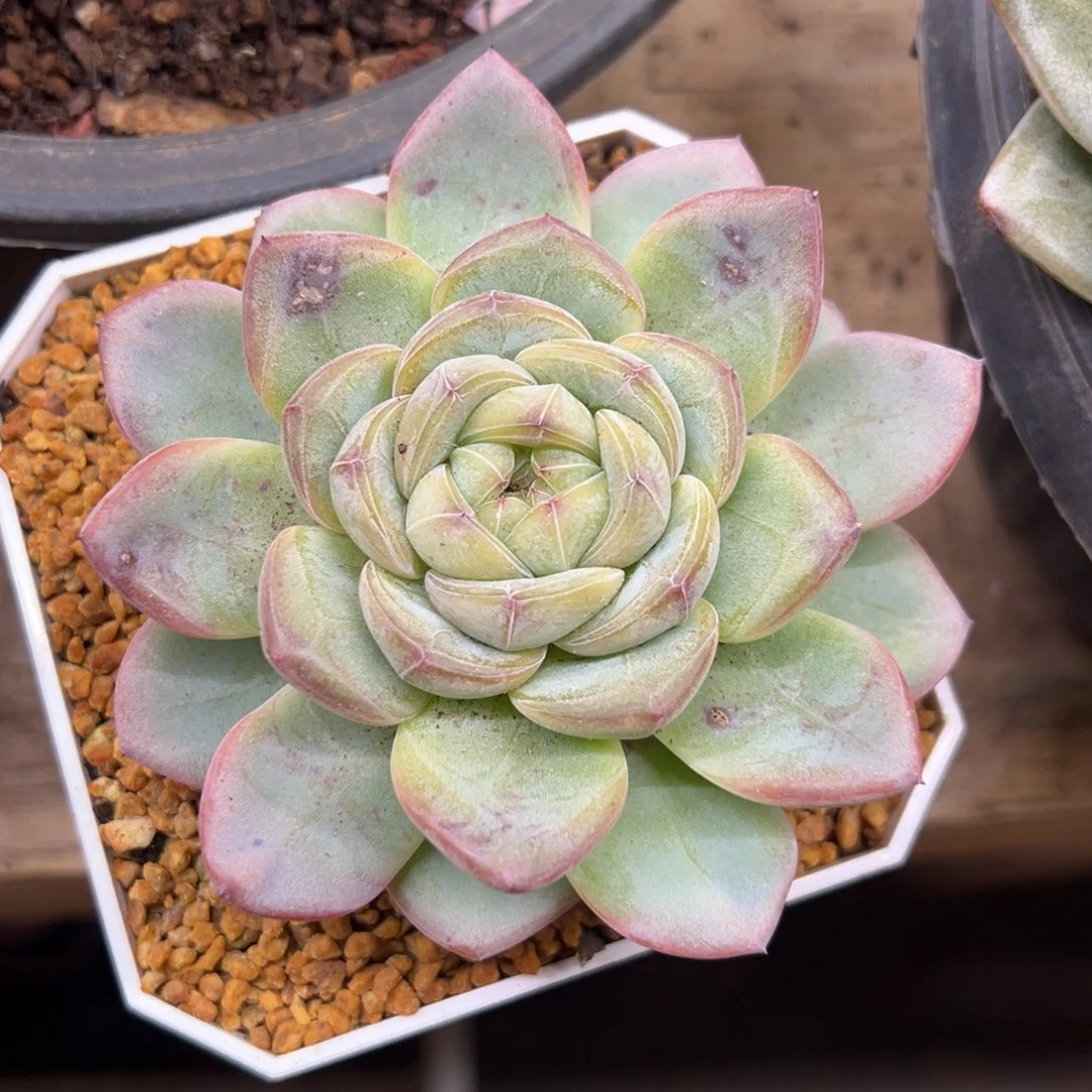 星星珍妮 夏鸣园艺