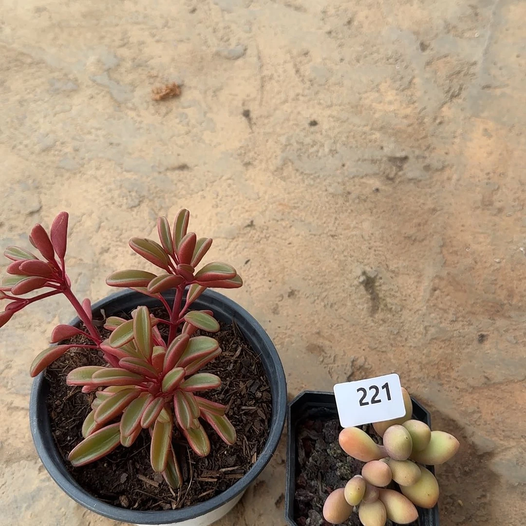 诗*一物一拍 221 2颗