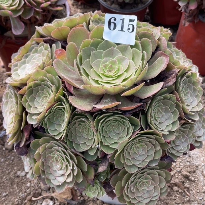 无花朵615多肉植物万圣节