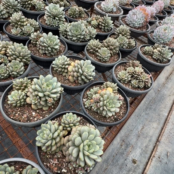 葡萄群多肉植物绿植