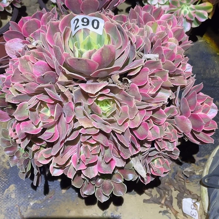 多肉植物断枝不包290女妖