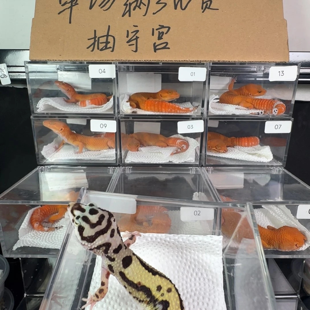 豹纹守宫土匪妹妹