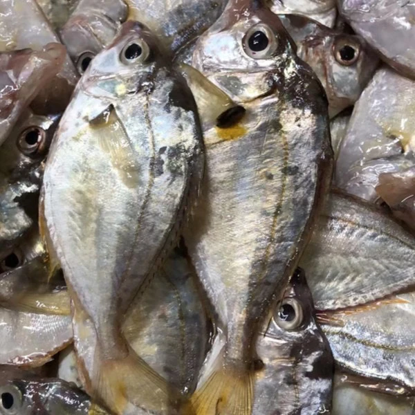 广东野生海捕油立鱼