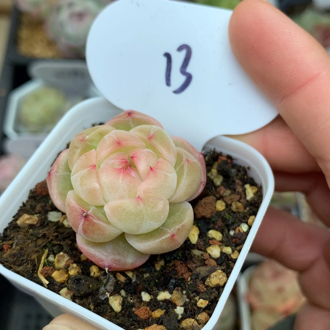 粉油透肥圆包珍妮单头13