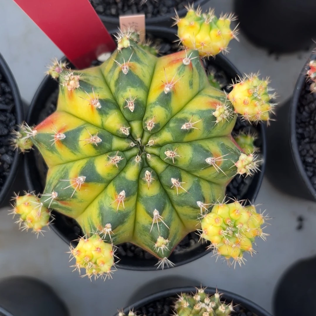 L529-1213泰国发货 丝带