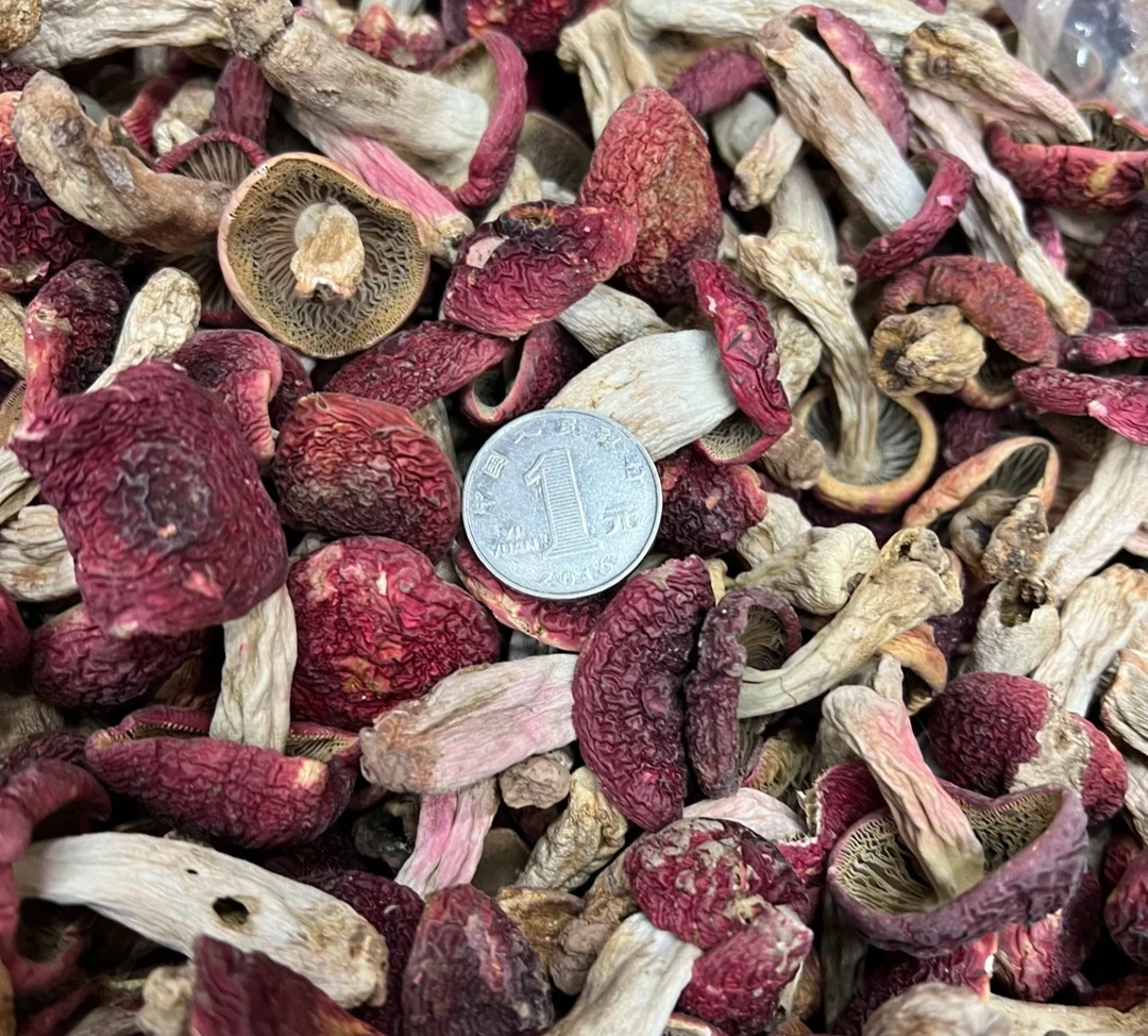 云南正宗野生一元红菇干货月子菇一元硬币菇煲汤滋补佳品250g