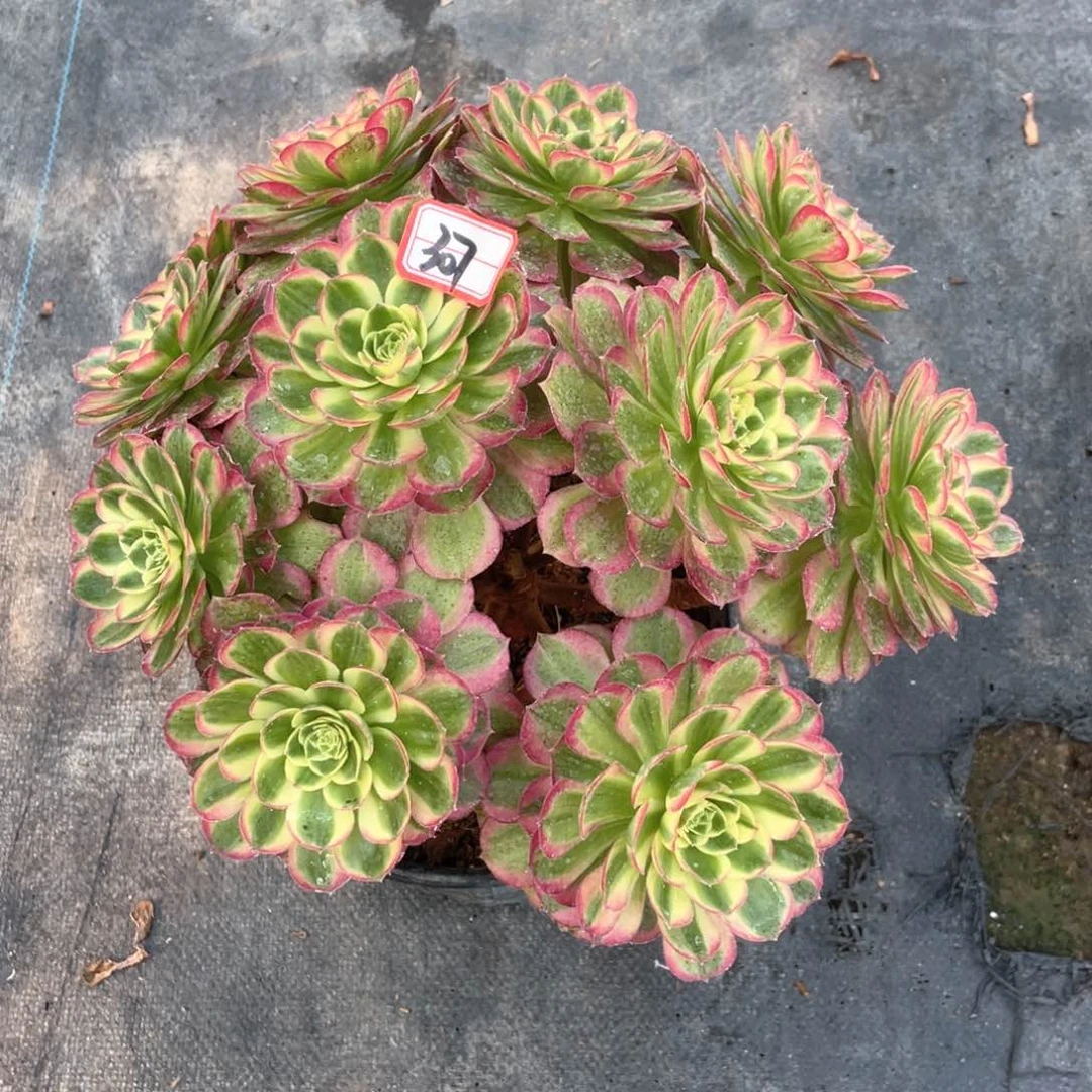 粉钻老桩从林307