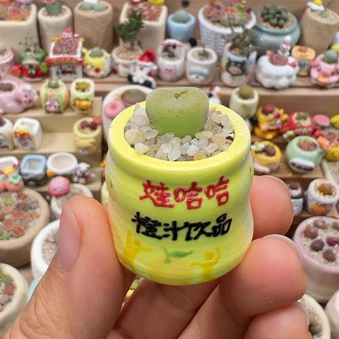 多肉植物115号拇指盆