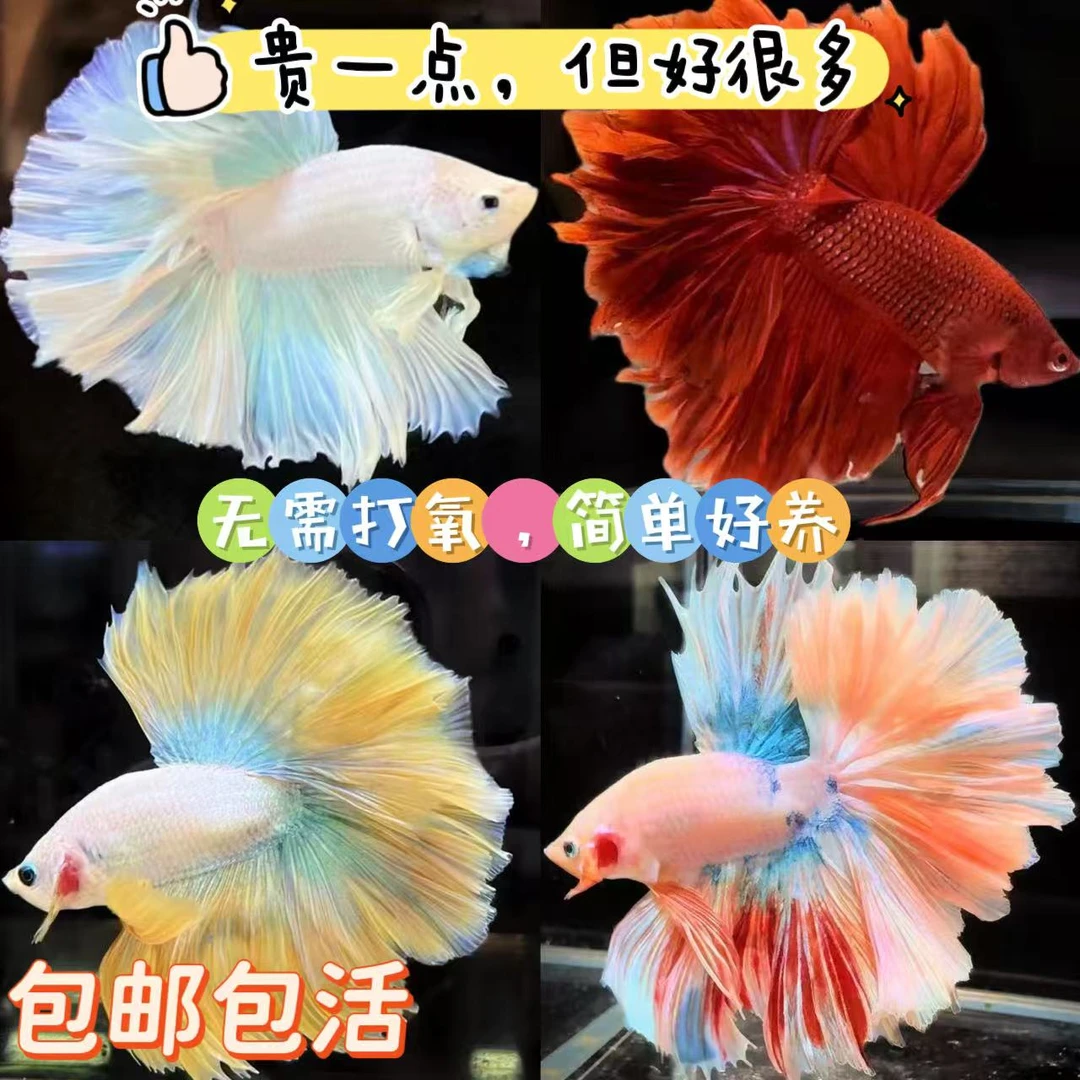 斗鱼仙女款超美粉白热带观赏好养耐活小鱼缸宠物泰国半月大耳绣球