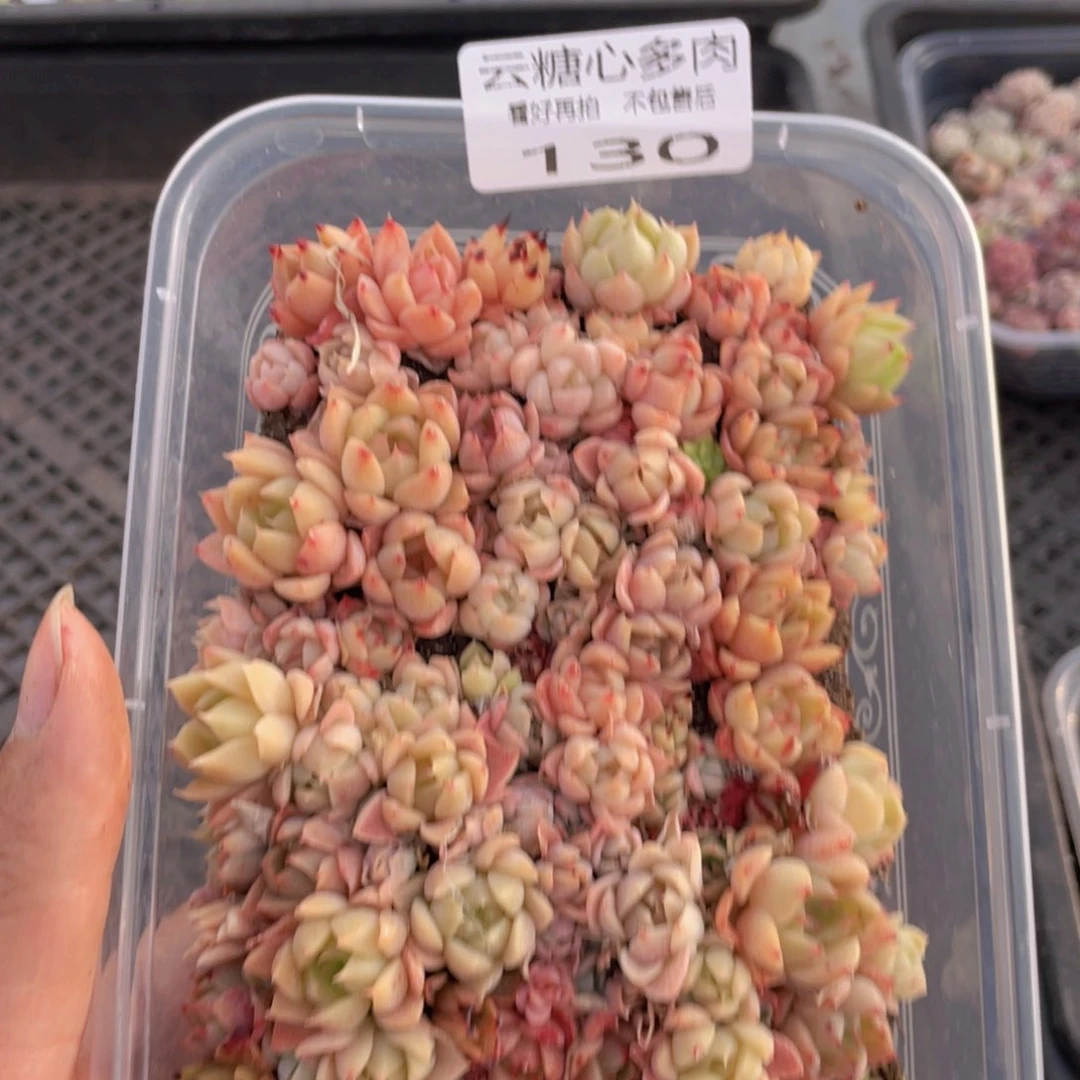 云糖心多肉植物130
