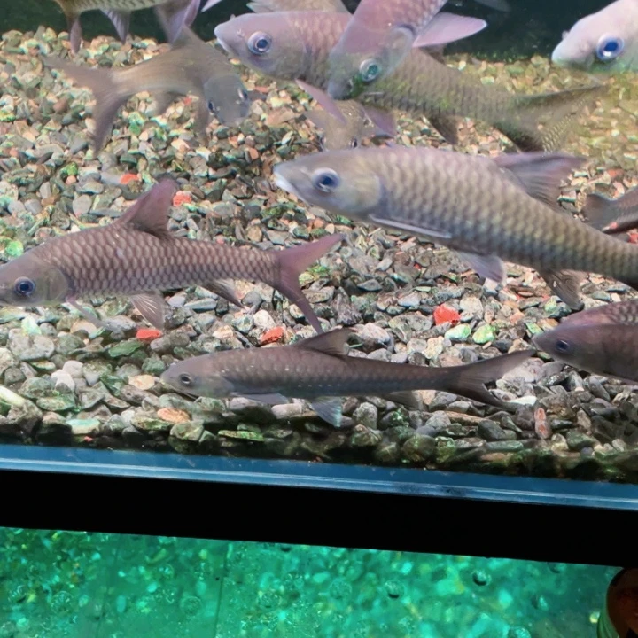 吉罗鱼洪崩河异口蓝吉罗