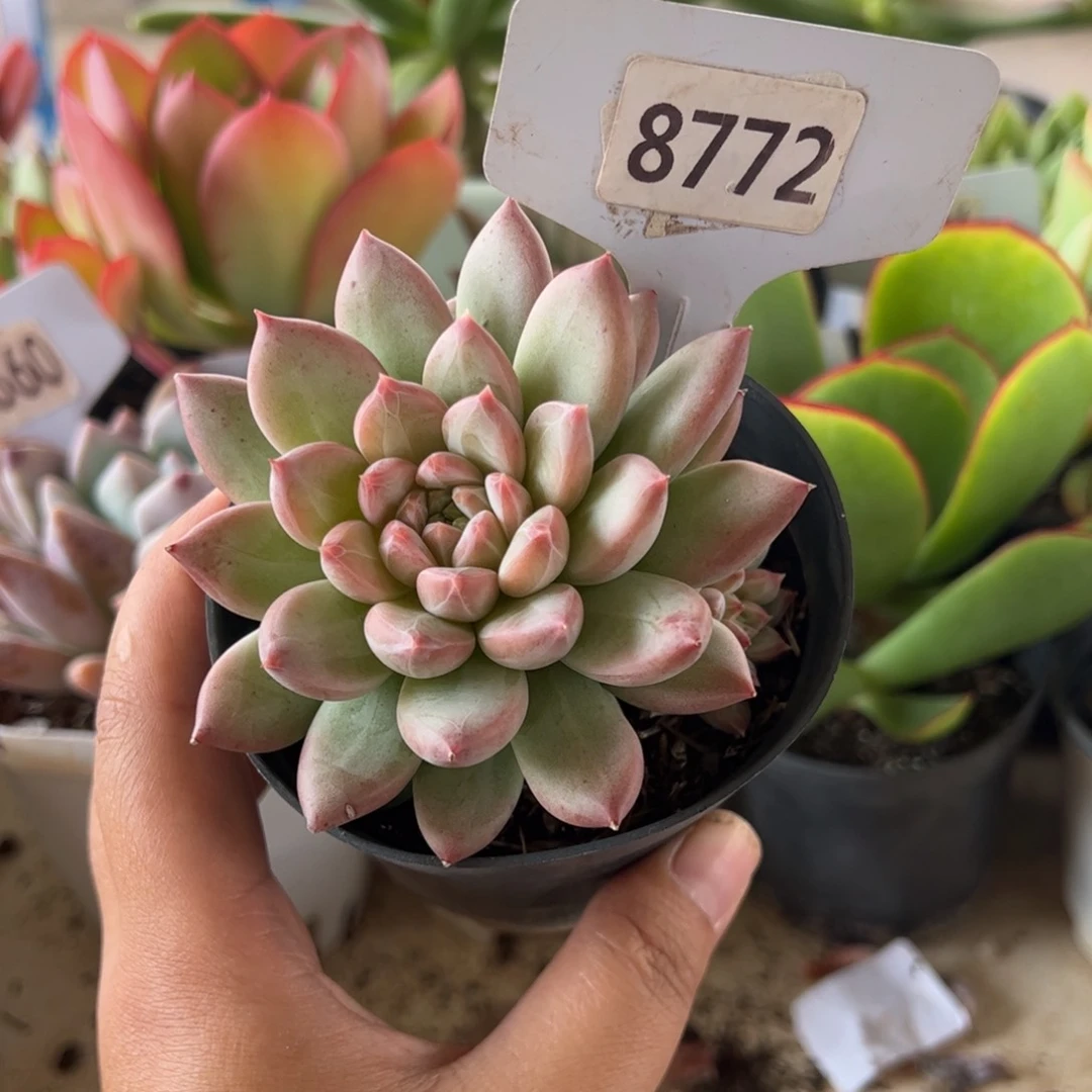 【闪购商品】红樱。8772。111111111
