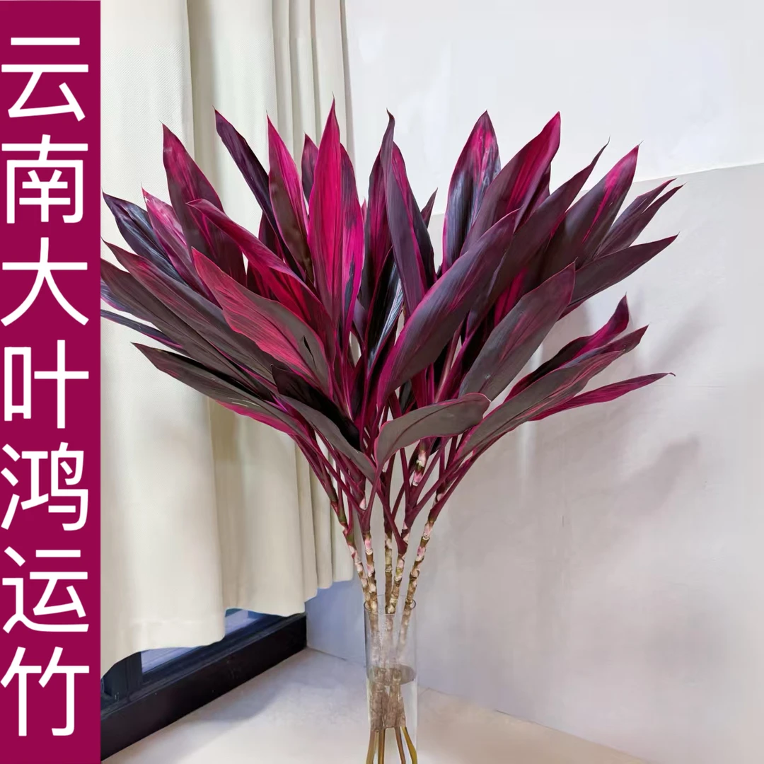 【云南基地大鸿运竹】红朱蕉水培鸿运竹富贵竹紫竹