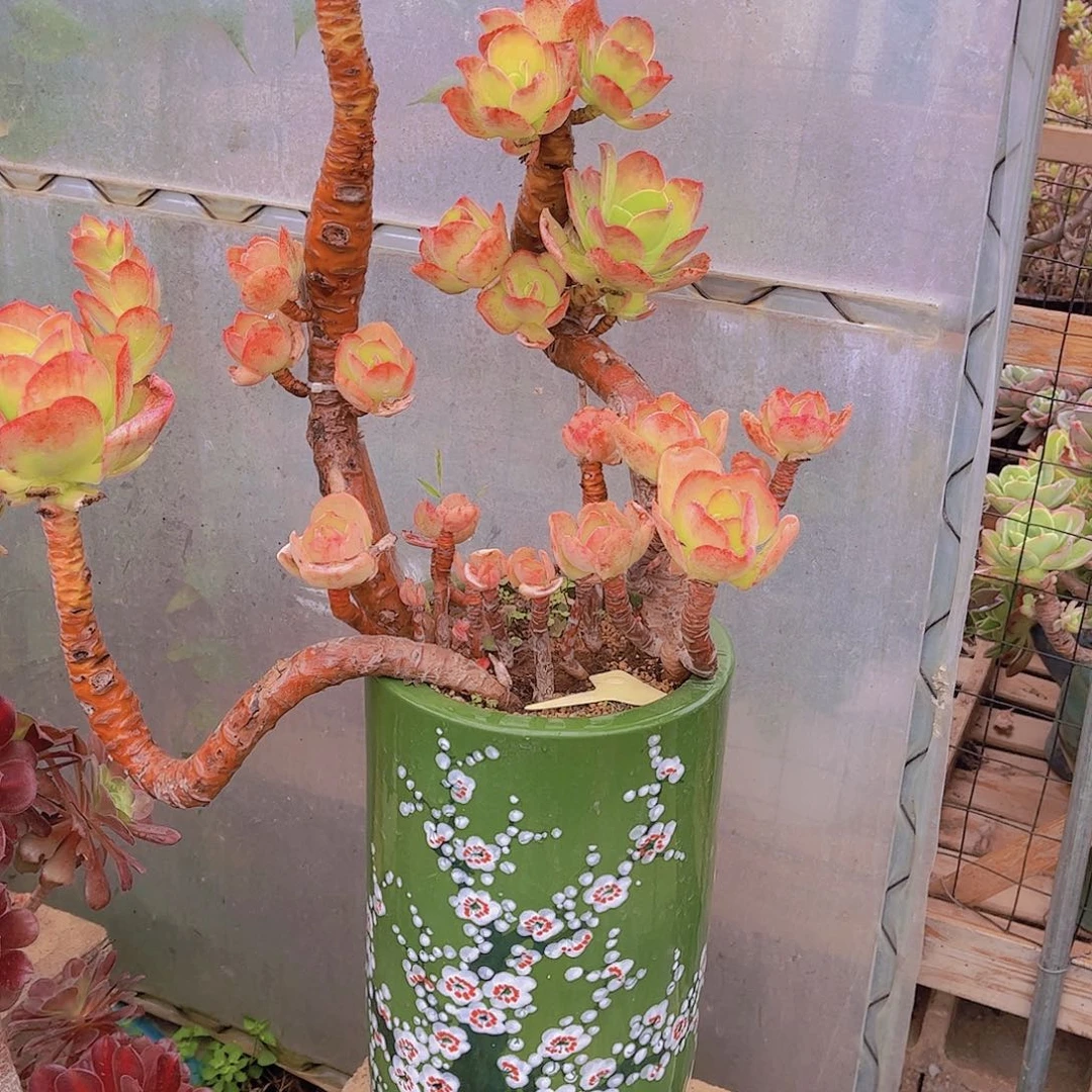 前**事多肉老桩多肉老竹丛话