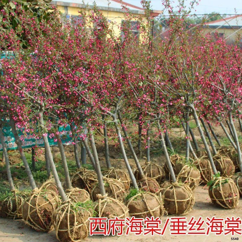 庭院地栽高杆海棠树苗垂丝海棠花西府海棠耐寒植物花北美海棠盆景