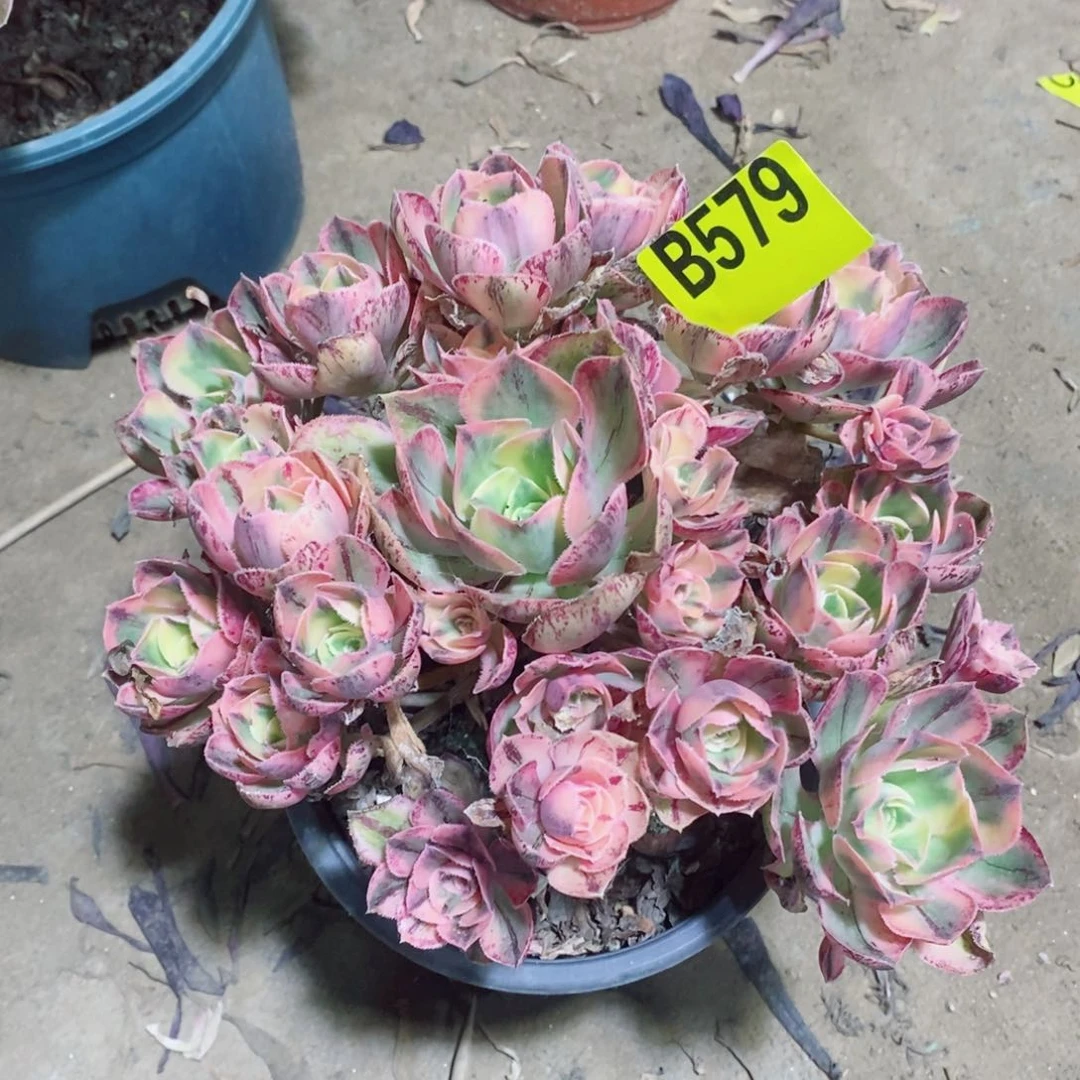 青花瓷多肉法师579