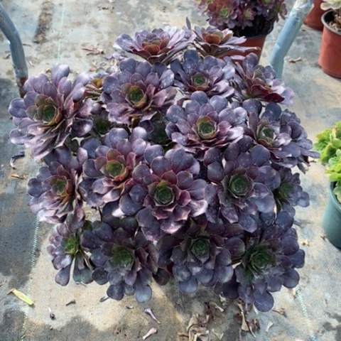 圆叶多肉植物097