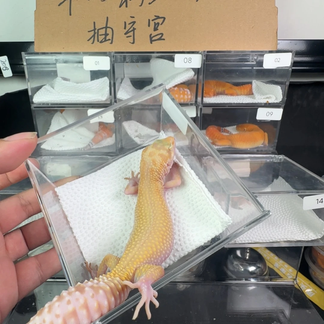 豹纹守宫红眼暴龙妹妹新成体