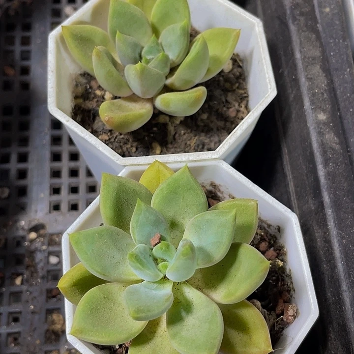 八角盆红象牙带哦土发