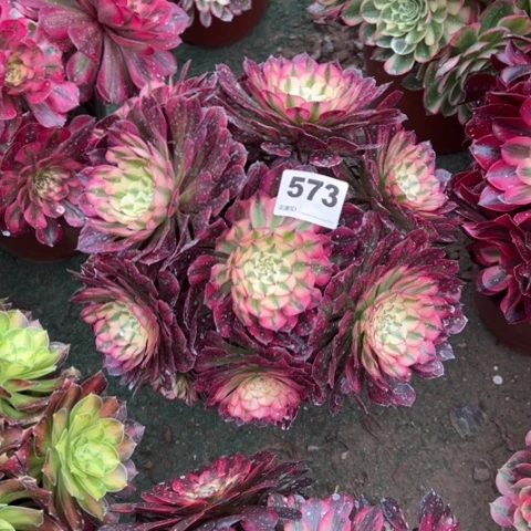 573铜壶锦朵朵多肉，