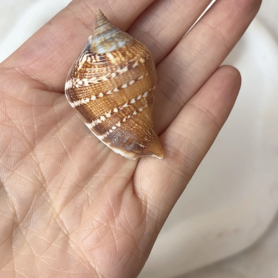 白***羽天然海螺贝壳标本福利