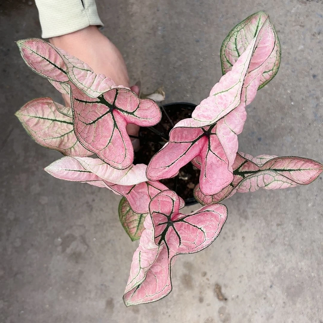 03-0117粉色虾卷彩叶芋泰国发货