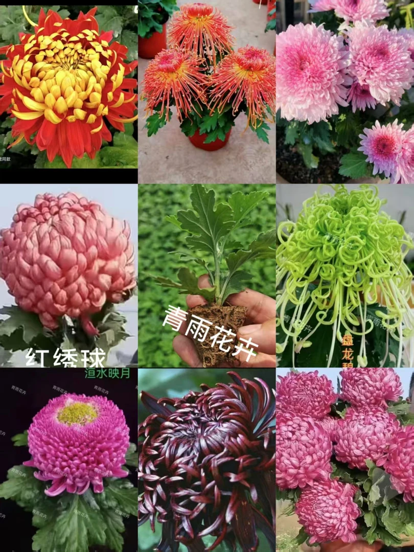 多色15棵【大花富贵菊】九月大菊菊花苗大花今年开花菊花盆栽