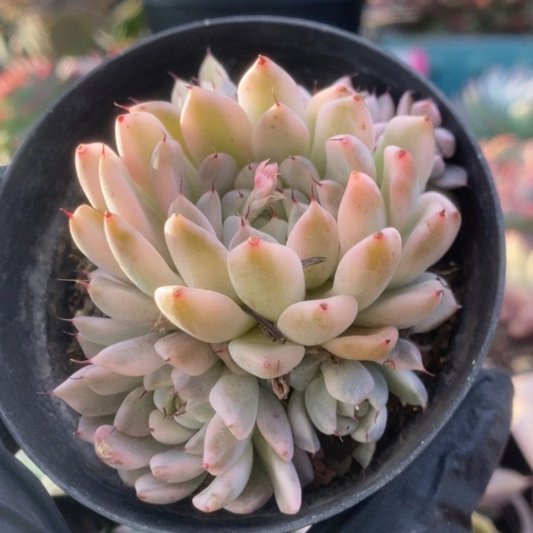 174妲己锦锦锦锦锦锦