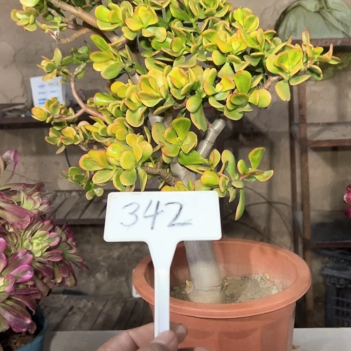 晁*多肉植物玉树法师