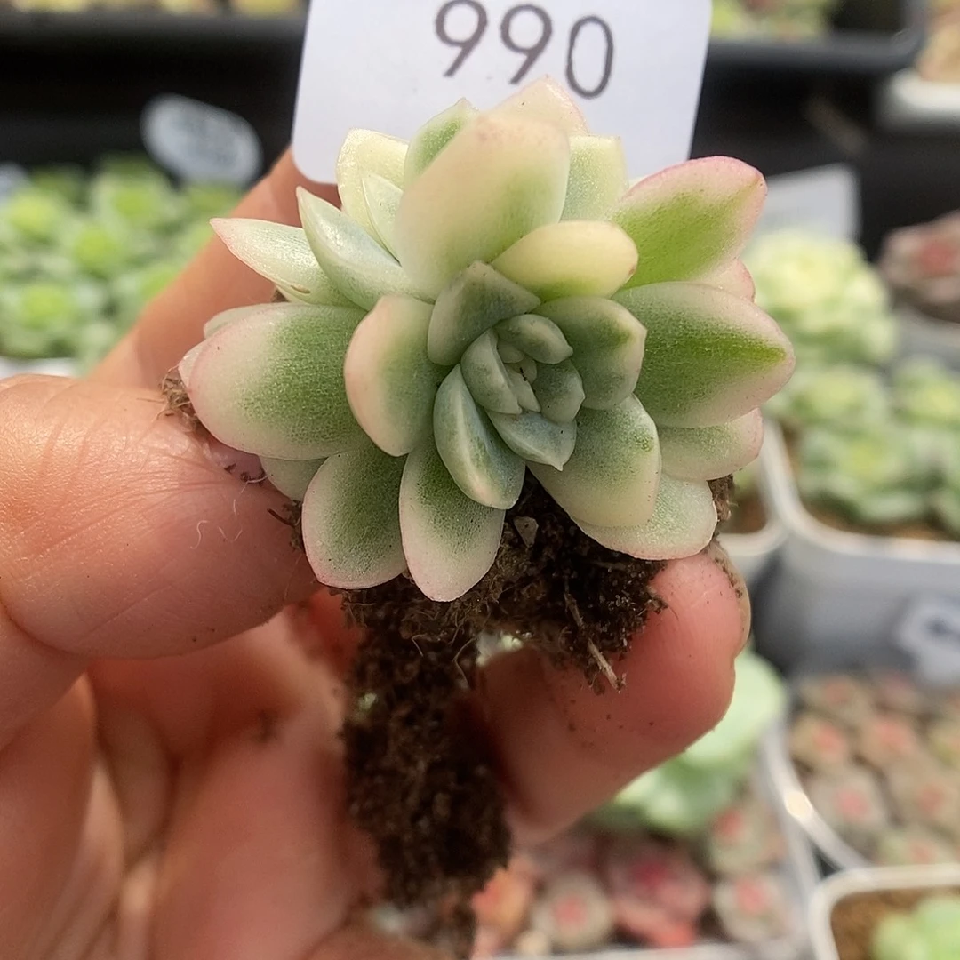 一物一拍一物一拍925-990
