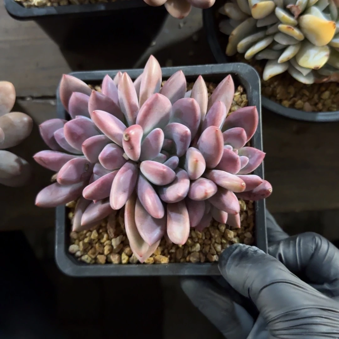 奥普11111111111111111