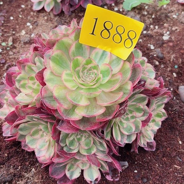 多肉植物福利1888