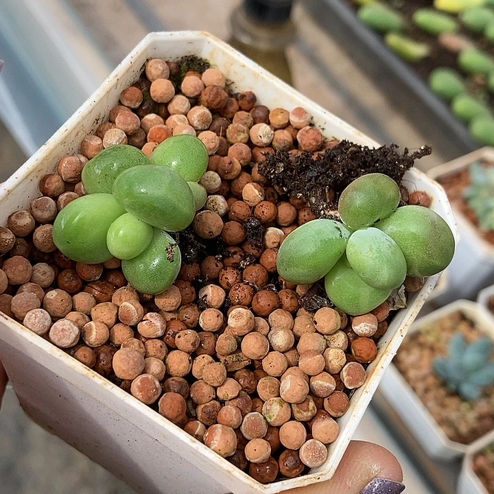 Kk奶酪锦多肉植物多肉