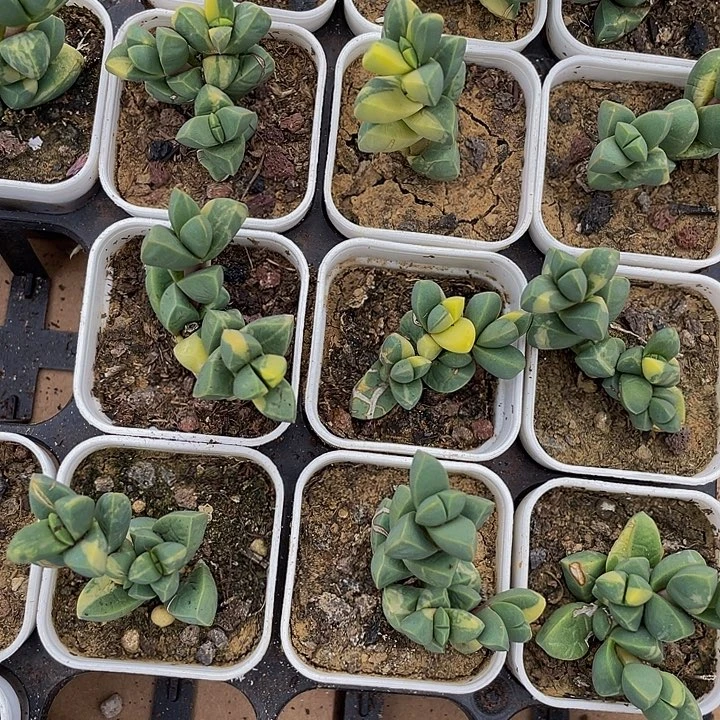 鹿角海棠锦带盆土