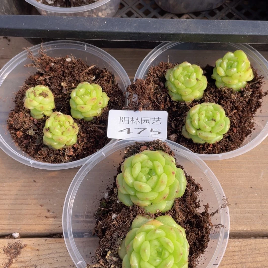 苹*姐多肉植物多肉植物475