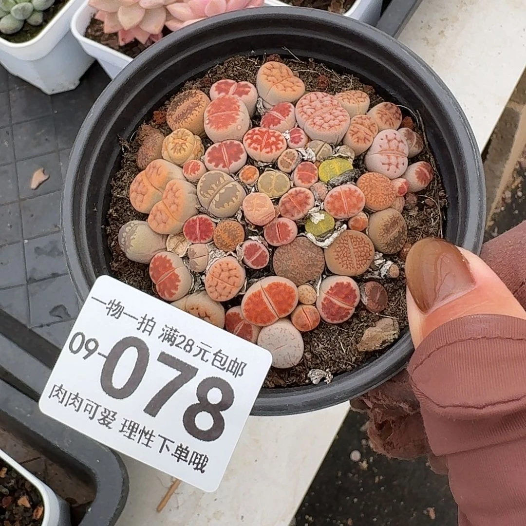 生石花无盆土发货无盆