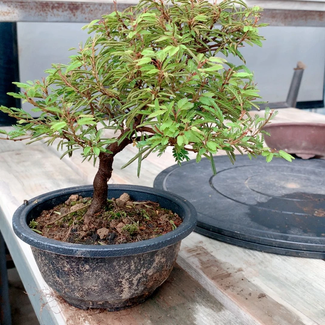 当前无花栽培后可以开花姬合欢 1111