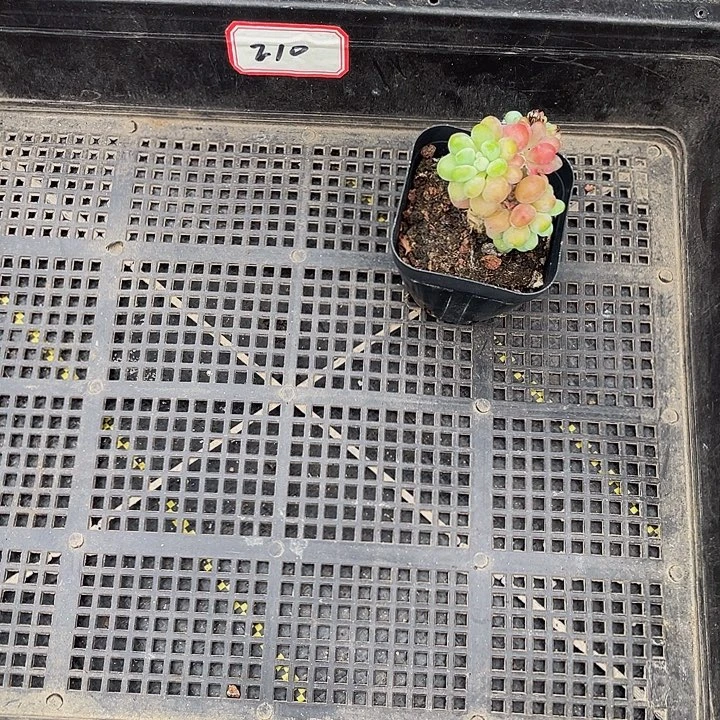 蓝****210号筐带盆土发货