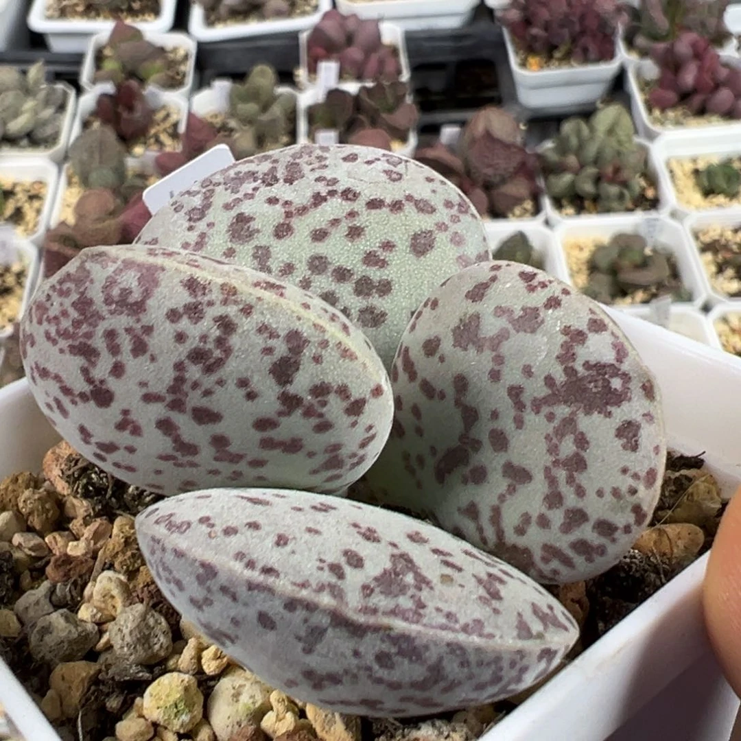 花蛋多肉植物水泡