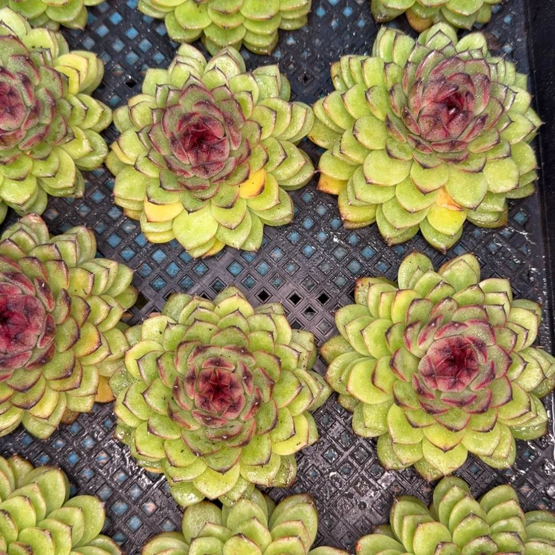 从前慢花园多肉编号-迷雾森林