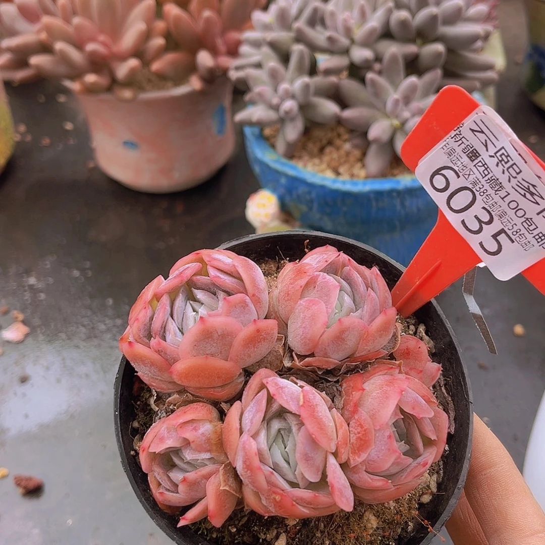 6035贝壳西娜多肉植物