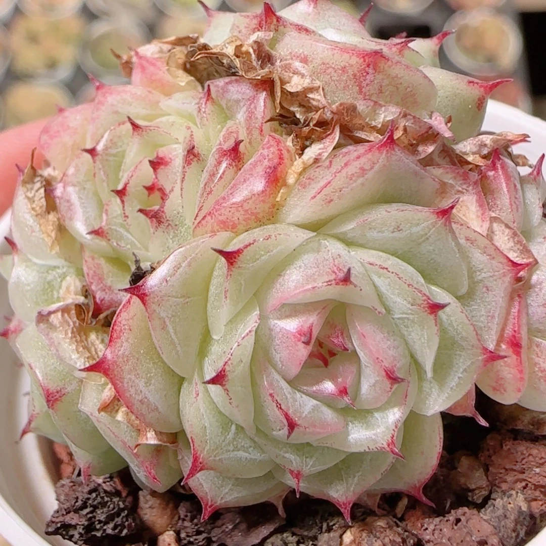 花语多肉1130-430散