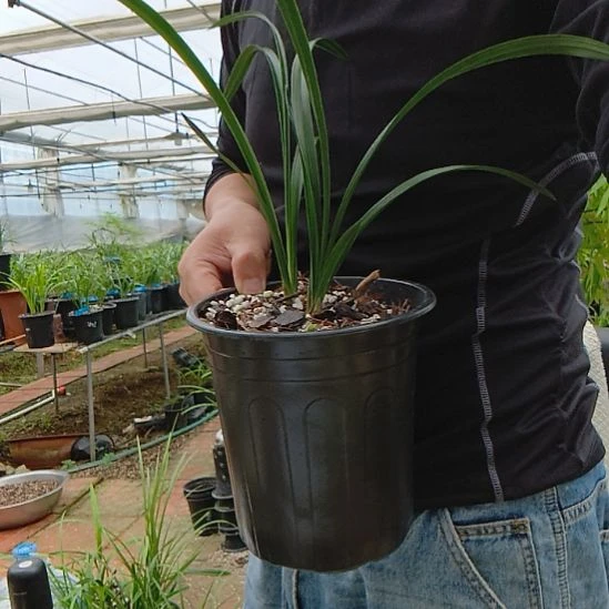 完全开放春兰宋梅加大富贵